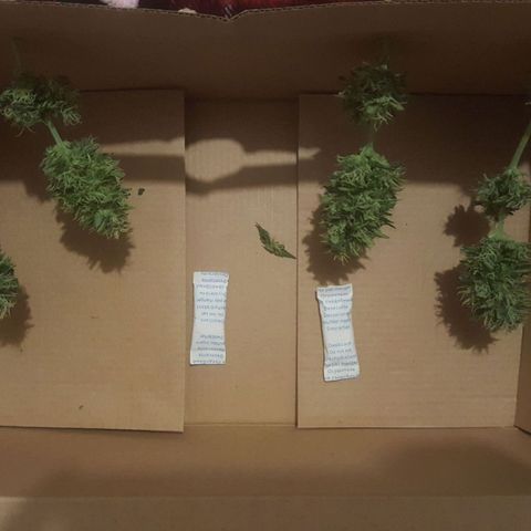 Bubba Kush #1 growlog timeline photo