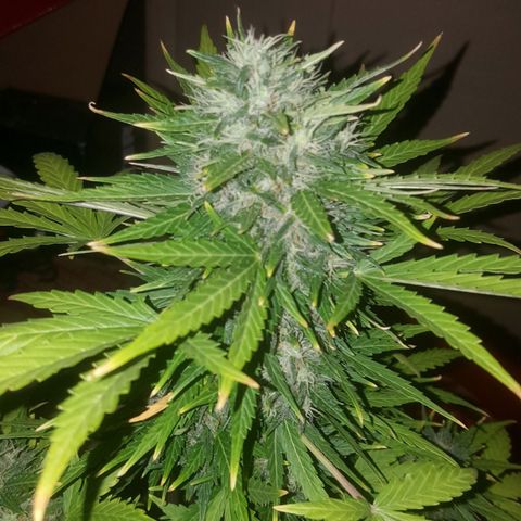Bubba Kush #1 growlog timeline photo