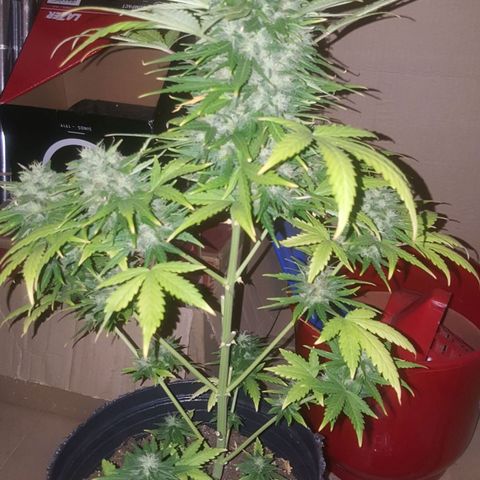 Bubba Kush #1 growlog timeline photo