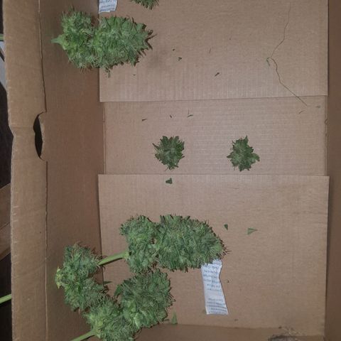 Bubba Kush #1 growlog photo: 2da cosecha ramas medias