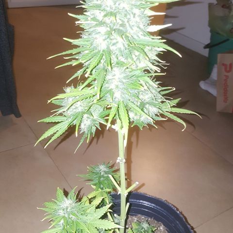 Bubba Kush #1 growlog timeline photo