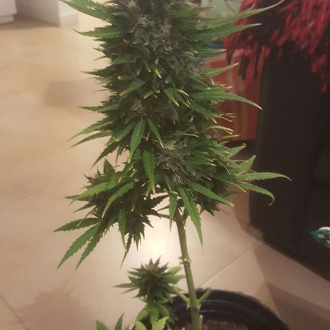 Bubba Kush #1 growlog timeline photo