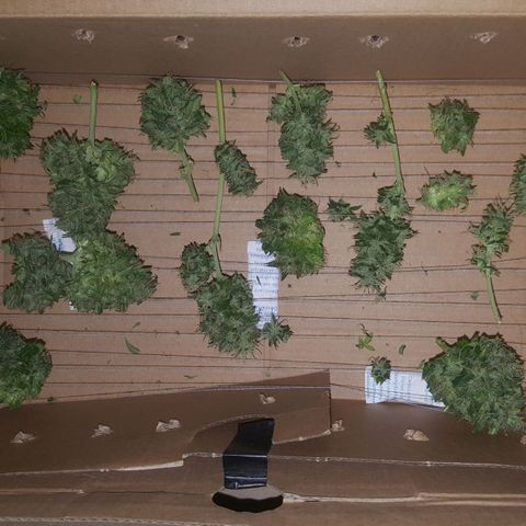 Bubba Kush #1 growlog timeline photo