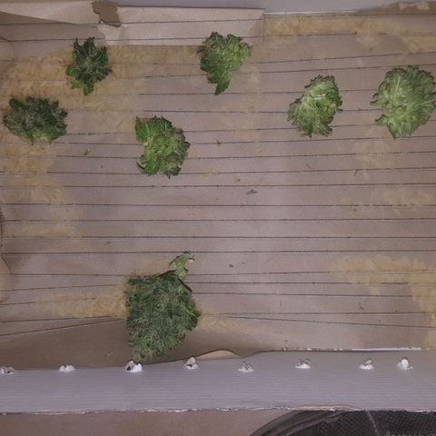 Bubba Kush #1 growlog timeline photo