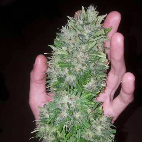 Bubba Kush #1 growlog timeline photo