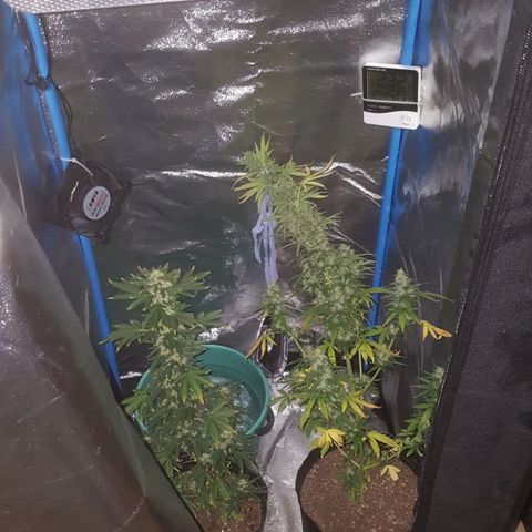 Bubba Kush #1 growlog photo: Ambas plantas a 40cm de la luz