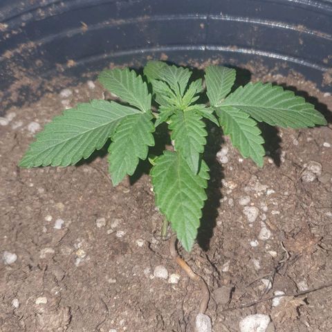 Crystal Med #2 growlog timeline photo