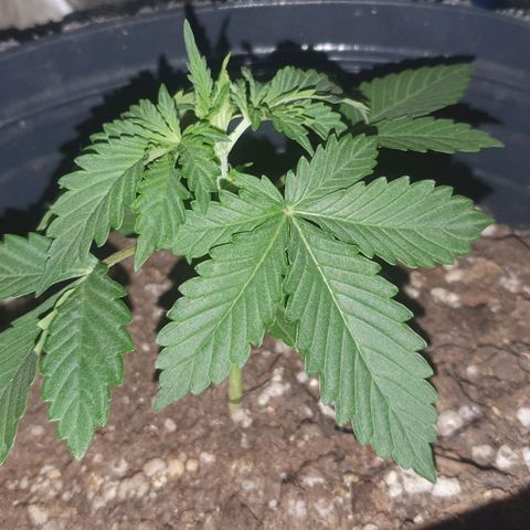 Crystal Med #2 growlog timeline photo