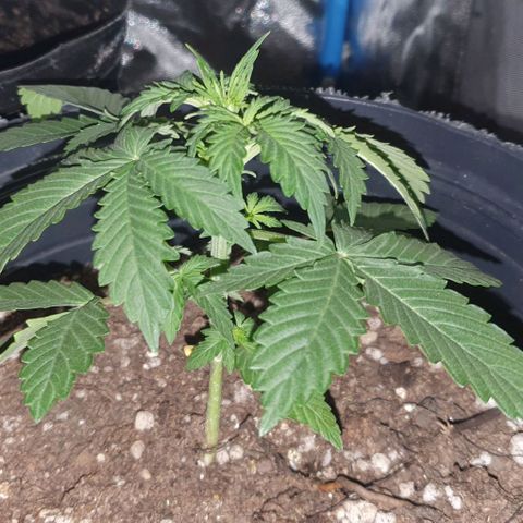 Crystal Med #2 growlog timeline photo