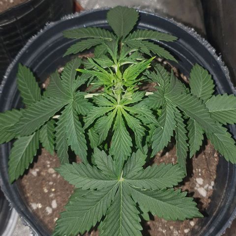 Crystal Med #2 growlog timeline photo