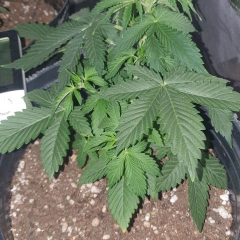 Crystal Med #2 growlog timeline photo