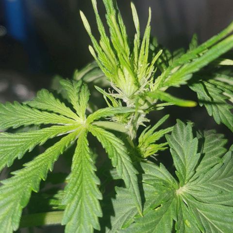 Crystal Med #2 growlog timeline photo