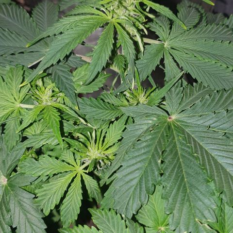 Crystal Med #2 growlog timeline photo
