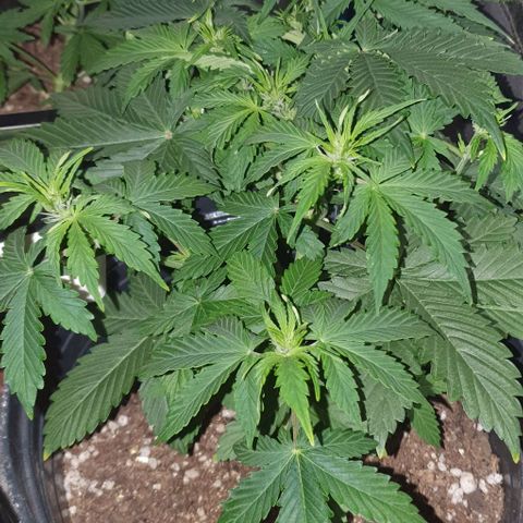 Crystal Med #2 growlog timeline photo