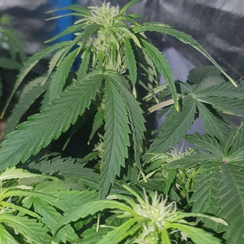 Crystal Med #2 growlog timeline photo