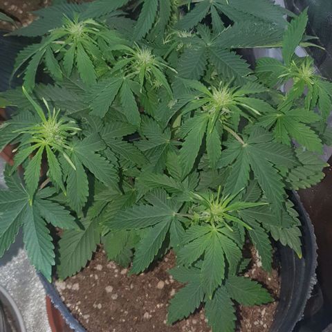 Crystal Med #2 growlog timeline photo