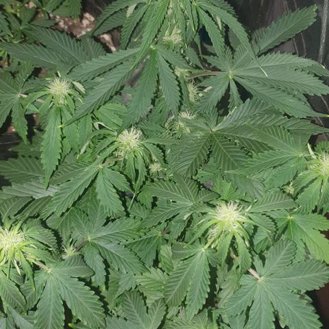 Crystal Med #2 growlog timeline photo