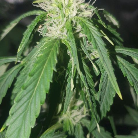 Crystal Med #2 growlog timeline photo
