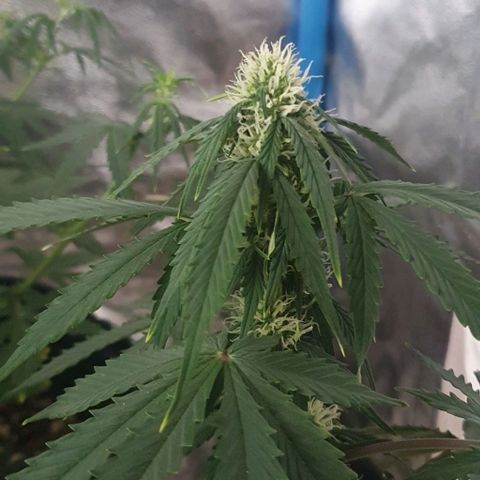 Crystal Med #2 growlog timeline photo