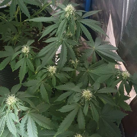 Crystal Med #2 growlog timeline photo