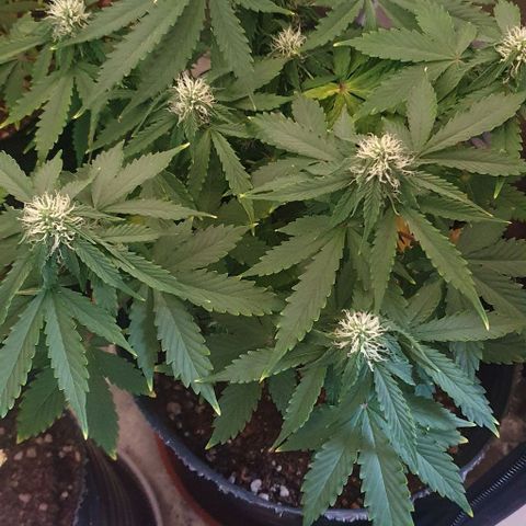 Crystal Med #2 growlog timeline photo