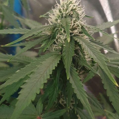 Crystal Med #2 growlog timeline photo