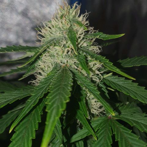 Crystal Med #2 growlog timeline photo