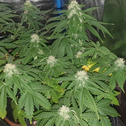 Crystal Med #2 growlog timeline photo