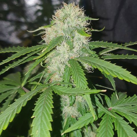 Crystal Med #2 growlog timeline photo