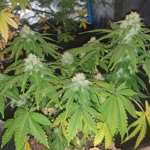 Crystal Med #2 growlog timeline photo