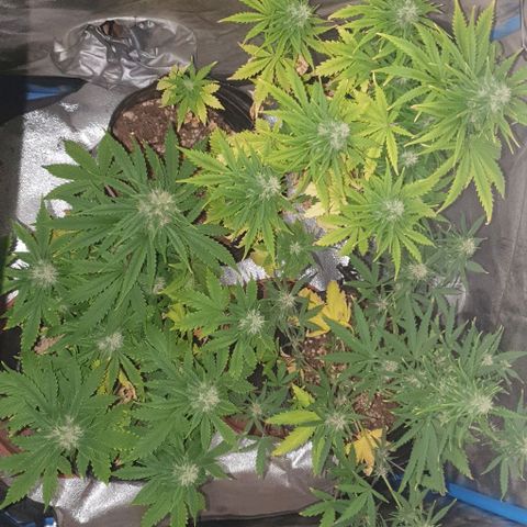 Crystal Med #2 growlog timeline photo