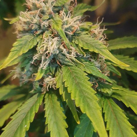 Crystal Med #2 growlog timeline photo