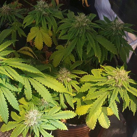Crystal Med #2 growlog timeline photo