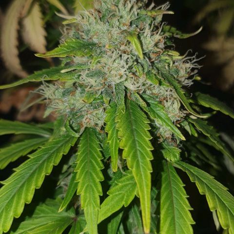 Crystal Med #2 growlog timeline photo