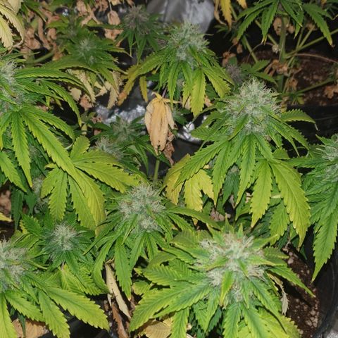 Crystal Med #2 growlog timeline photo