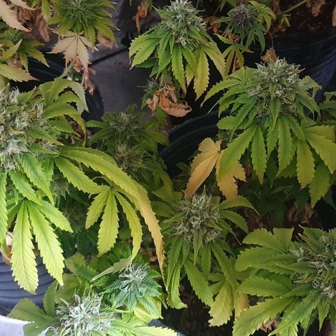 Crystal Med #2 growlog timeline photo