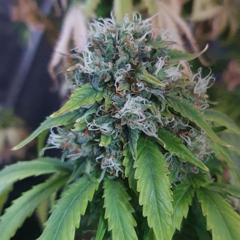 Crystal Med #2 growlog timeline photo