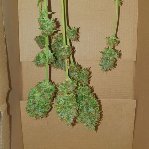 Crystal Med #2 growlog timeline photo