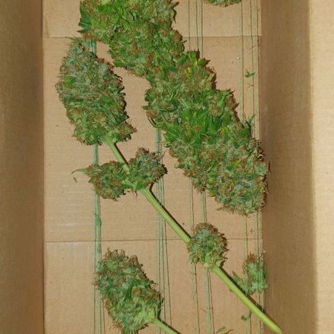 Crystal Med #2 growlog timeline photo