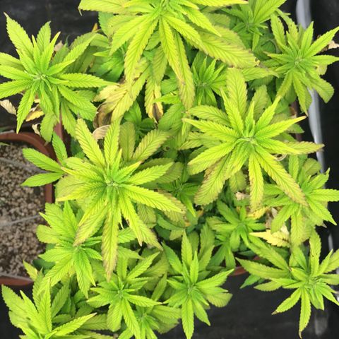 Banana clone  growlog photo: Foliar algas