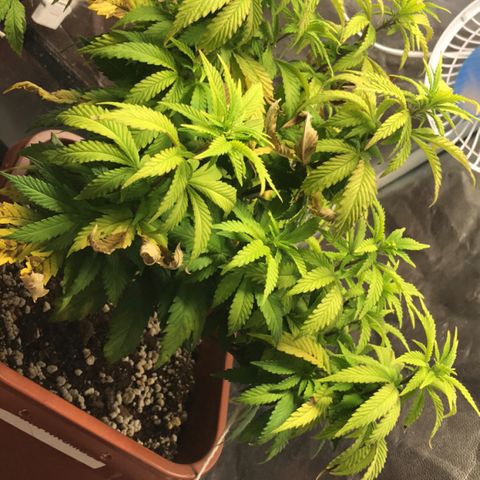 Banana clone  growlog photo: Foliar algas