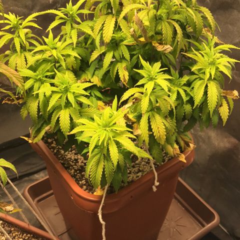 Banana clone  growlog photo: Foliar algas
