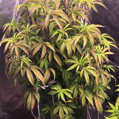 Ice cream cake growlog photo: Foliar algas
