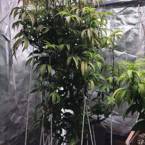 Ice cream cake growlog photo: Foliar algas