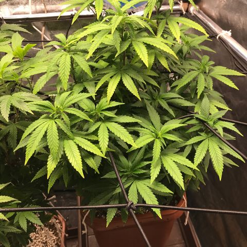 Banana clone  growlog timeline photo