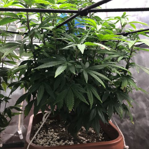 Banana clone  growlog timeline photo