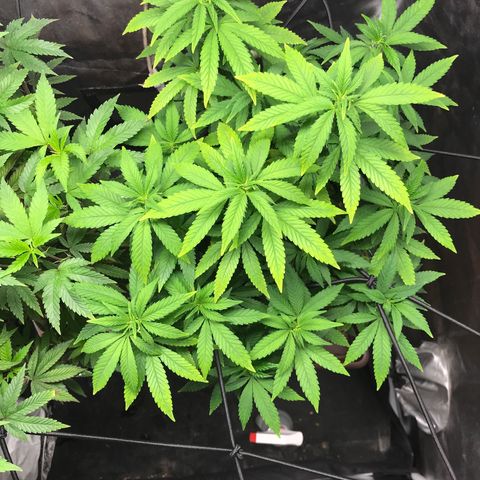 Banana clone  growlog timeline photo