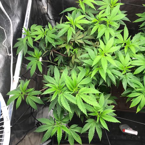 Ice cream cake growlog timeline photo