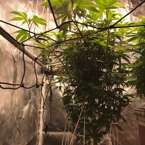 Ice cream cake growlog timeline photo