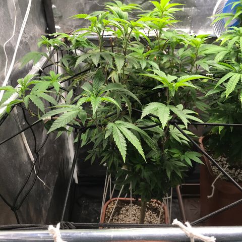 Ice cream cake growlog timeline photo